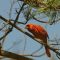 BIRD IMAGES