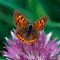 Insects and Spiders