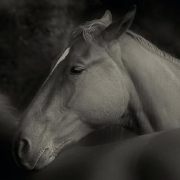 Horses 2