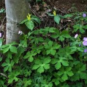 Trillium
