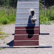 Lhasa apso Agility training100624