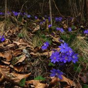 springtime in styria