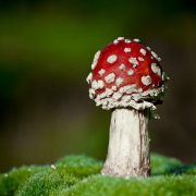 Mushroom photography
