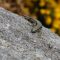 Lézard