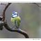 Look at the birdie
