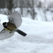 2011-02-25 Rune Eriksson Flygaressen