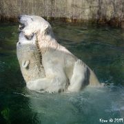 Another day in the ZOO