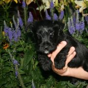 -Sallee's Pups 6 weeks Old-