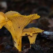 Paddenstoelen