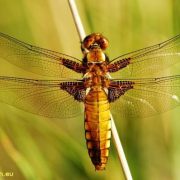 Insect World 1