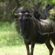 Wildebeesten