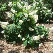 Oakleaf Hydrangea (quercifolia)