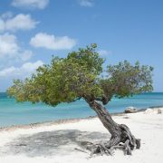 Aruba