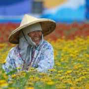 Hualien flowers
