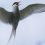 Flight