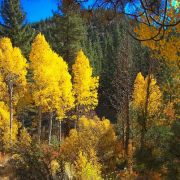 fall 2008