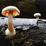 Zwammen-Mushrooms 2009  Frans Kerren