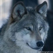 Wolves