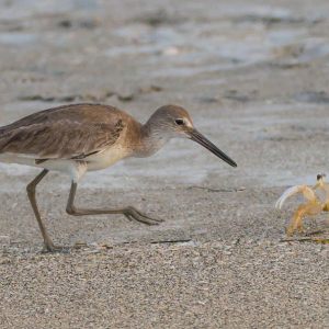 mad ghost crab and willet,almost drowned