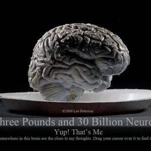 3 Pounds and 30 Billion Neurons