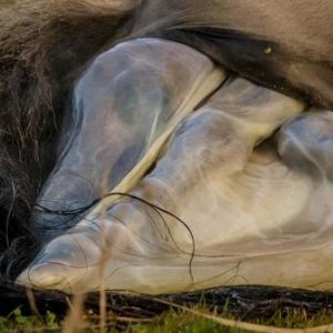 The Birth of a Wild Konik Horse