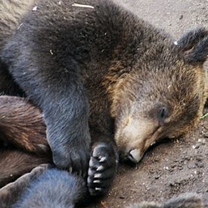 Björnen sover