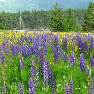 Lupines!