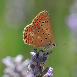 Butterflies/Vlinders van Sardinie