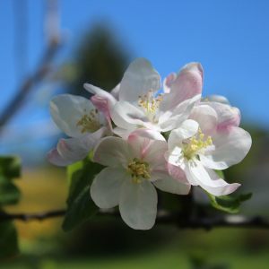 Apfelblüten 2017