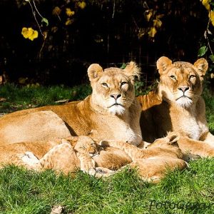 Lion Kings family