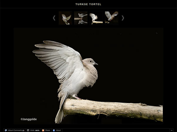 Henriette Van Golde: Turkse Tortel