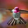 Hummingbirds