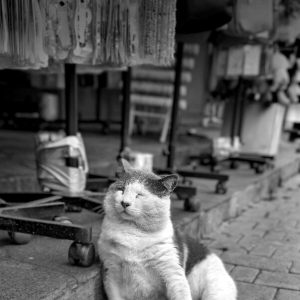 Miscellaneous animals