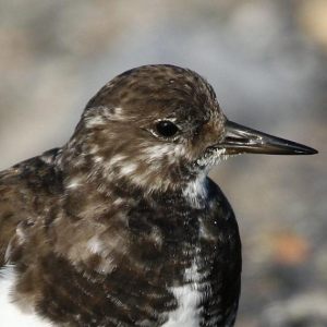 Vogels op verschillende locaties