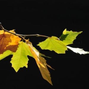 Automne