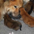 Pamina's Eurasier puppies - B Litter