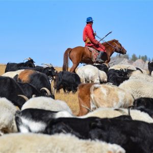 HORSEBACK HERDERS OF MONGOLIA 2022