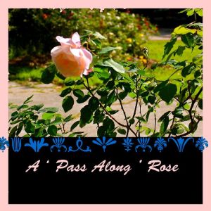 my Pass Along Roses speak silently