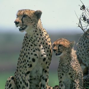 Kenya