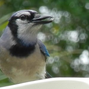 Backyard Birds