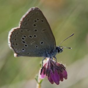 Gentiaan Blauwtje