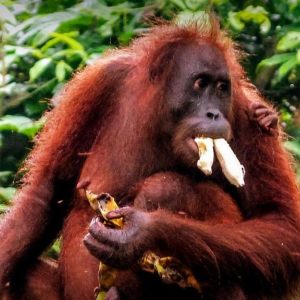MALAYSIA - Sarawak-Sabah Orangutans - 25iMAGES
