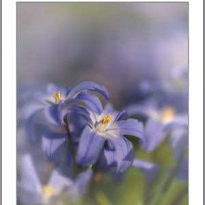 Blommor