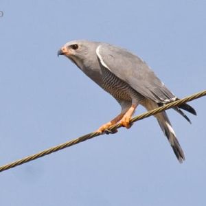 Ospreys, Kites, Vultures, Harriers, Hawks, Buzzards, Eagles, Falcons