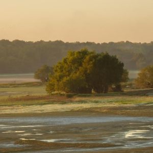 Lac du Der 2022