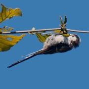 Natuur Vogels