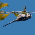 Natuur Vogels