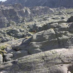 Les chamois de Fontanalba