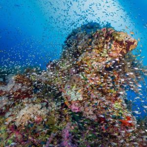 Red Sea 2016