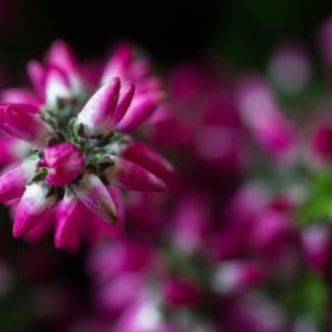 -LILA-  Caluna vulgaris